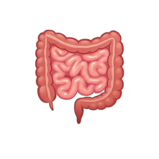 Fonksiyonel Beslenme